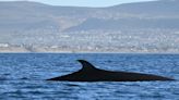 Viaje al interior de un santuario marítimo en busca de la ballena sei, el tesoro oculto de la Patagonia