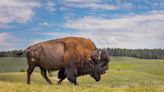 Drunken man kicked bison in Yellowstone, gets attacked and arrested