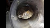 Especialistas en serpientes enfrentan desafíos en intervención ocular de cobra real