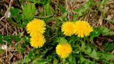 How to Prevent Dandelions From Taking Over Your Yard