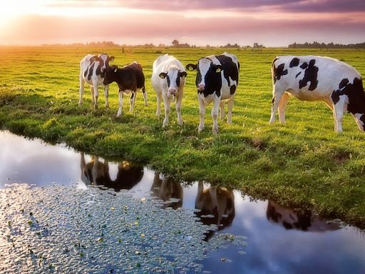 Denmark to introduce world's first livestock carbon tax