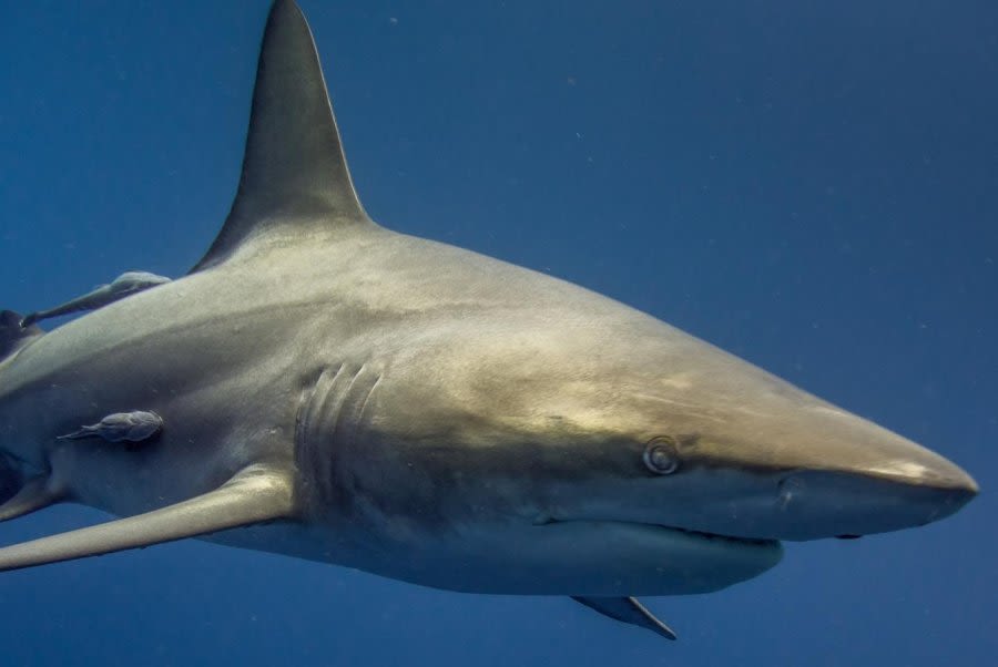 Fourth of July Shark attacks injure 3 people in Texas, 1 in Florida