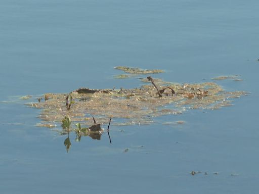 Swimmers and pet owners warned after blue-green algae detected in 2 P.E.I. ponds