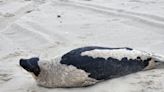 Seal recovering at Marine Mammal Stranding Center after being found at Lavallette beach