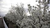 What’s that smell? Invasive pear trees begin blooming in central Ohio