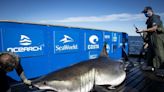 1,400-pound great white shark Breton pings off the coast of Florida