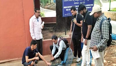 Animal activists demand BBMP stop microchipping stray dogs