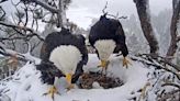 Bald eagles Jackie and Shadow watch over 2nd egg in Big Bear