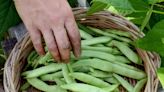 You can fill your garden with a wide variety of beans. Here are tips on how to grow them