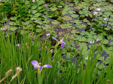 故宮南院生態池花開 景致如莫內名畫 (圖)