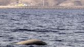 Un estudio llama a prevenir las amenazas para los cetáceos en el Mediterráneo