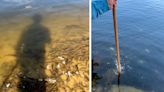 Watch: ‘Jubilee’ Draws Millions of Fish into Gulf Coast Shallows, Where They’re Ripe for Gigging