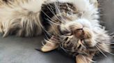 Maine Coon Cat Loves Snuggling Up for Road Trips Just Like a Kid