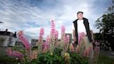 Why does purple dominate in lupin fields? Biology and the bees, says scientist