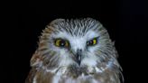 Nature: Investigating the northern saw-whet owl in Ohio