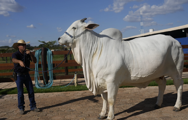 Brazil unveils $4 million supercow, twice as meaty as others of her breed