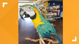 Small businesses, Corpus Christi residents rally around local bird store to find stolen macaw