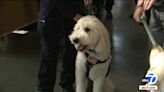 Glendale Fire Department honors Cooper the goldendoodle, their 1st certified wellness K9