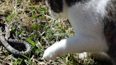 Mom Arms Herself With Salad Tongs to Free Her Cat From Venomous Snake