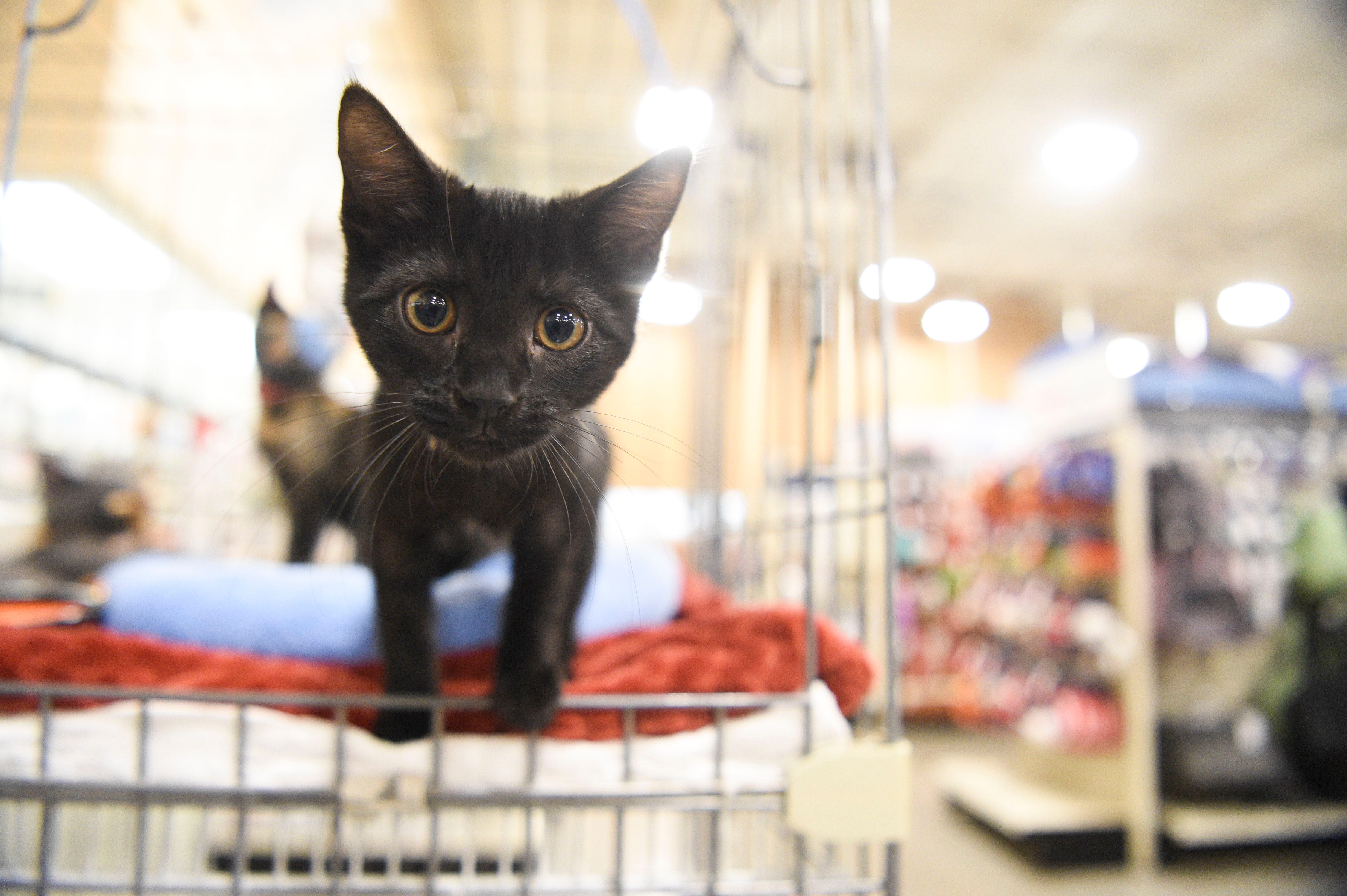 Fostering a kitten? A Californian university wants to hear from you