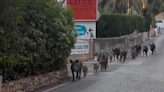 Una piara de 15 jabalíes se pasea por Dénia ante la preocupación de los vecinos