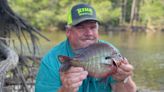 Fisherman in bass tournament catches record sunfish