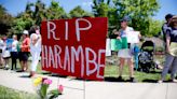 How did Harambe die? Remembering the Cincinnati Zoo gorilla 7 years after his death