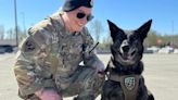The working dogs of Alaska’s military