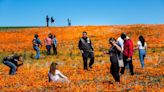 Wildflower super bloom likely in California: here’s where to see it