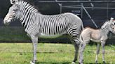 Zebra is first animal born at Zoo's WildCare Park; capybara sent to another zoo