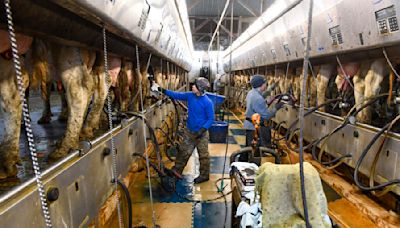 As bird flu spreads on dairy farms, an ‘abysmal’ few workers are tested