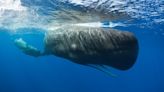 Scientists say they’ve discovered a ‘phonetic alphabet’ in whale calls