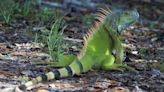 Frozen iguana falls from tree as cold front sweeps Florida