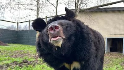 West Lothian bear dies after being saved from abandoned zoo as staff 'utterly devastated'