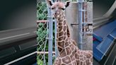 Roosevelt Park Zoo mourns loss of giraffe calf Jabari