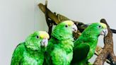 San Francisco Zoo Becomes Home to Three Parrot Chicks Rescued from Smugglers: 'Beautiful Birds'