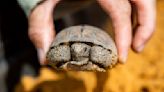 Saving Florida’s Gopher Tortoises: Group rescues reptiles from death by development