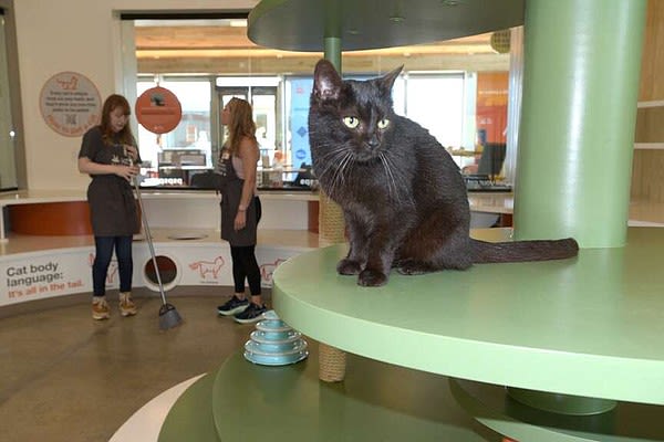 Best Friends Pet Resource Center reports adopting out more than 2,000 cats and dogs from crowded shelters in first year | Arkansas Democrat Gazette