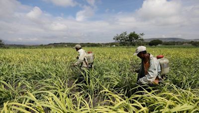 México baja cupo de azúcar para exportar a EEUU en medio de reducida producción local