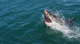幼年大白鯊襲擊游泳男子 全身多處撕裂傷致海灘關閉 | 蕃新聞