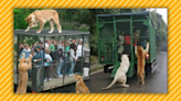 Fact Check: 'Reverse Zoo' in China Allegedly Cages Human Visitors and Lets Animals Roam Free