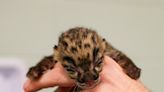 Newborn clouded leopard cub the latest arrival at the Nashville Zoo