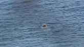 Seals suffering mysterious bites prompt urgent shutdown of popular US beach