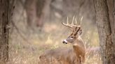 Deer rights group files another legal appeal in Mill Creek Deer hunt case