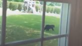 Black bear spotted in area of Cumberland County is 3rd sighting in a month