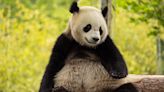 Giant pandas are coming back to D.C.'s National Zoo