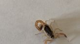 Geotze: Scorpions get a bad rap. They are secretive, unassuming hunters