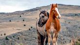 El secreto que guardan los caballos salvajes de Sierra de la Ventana y la importancia de preservarlos