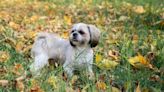 Abandoned Shih Tzu Dog ‘Eaten Alive by Fleas’