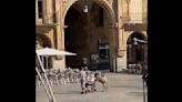Perro empuja silla de ruedas de adulto mayor en España